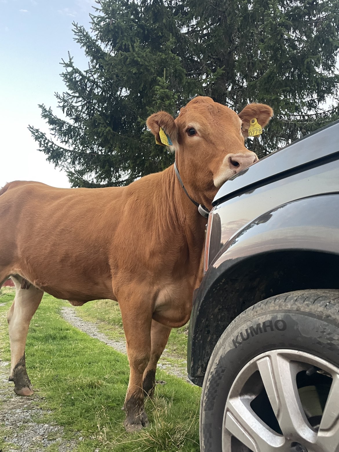 Limousin på Øvre Velo